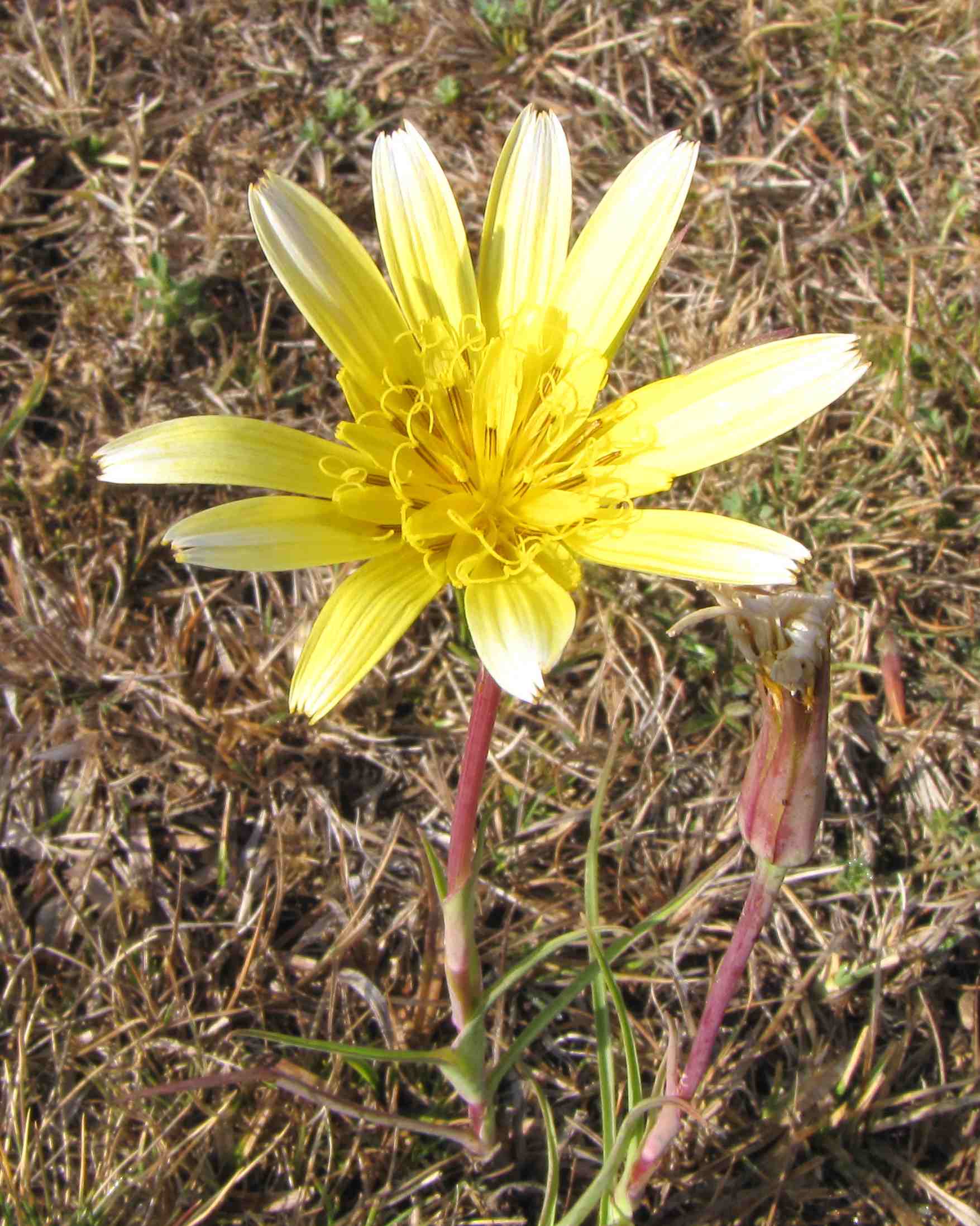 Tragopogon pratensis / Barba di becco comune